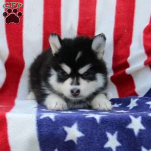 Gunner, Pomsky Puppy
